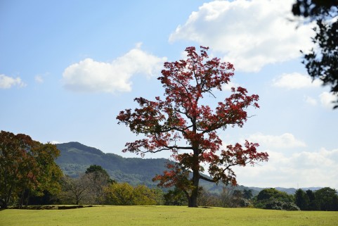 奈良公園イメージ