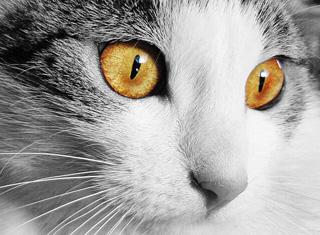 猫の目イメージ