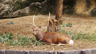 上野動物園イメージ