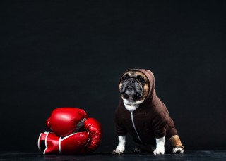 ボクシンググローブと犬